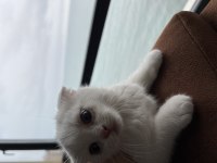 Yavru scottish fold kedisi
