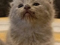 Duman rengi minnoş british shorthair yavrular