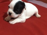 55 günlük french Bulldog yavrularımız