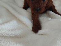 Toy Poodle Irk Garantili Köpekler