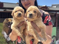 Baby Face Golden Retriever Yavrularım
