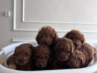 A kalite toy poodle yavrularımız