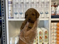 Ruhsatlı çiftlikten poodle yavrularımız