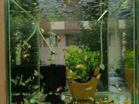 Gardenya petshop tum canlı doguran cesıtleri magazamızda