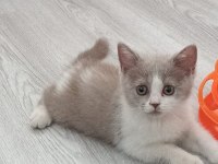 BRİTİSH BİCOLOR GÜZEL KIZIMIZ