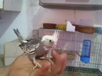 Pırlanta bebek sultan papağanı