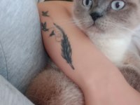 Scottish fold dışı