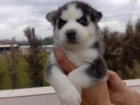 Husky (sibirya kurdu) yavrularımız