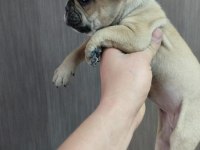 Uyguna kaliteli fawn dişi french bulldog