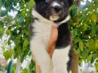 Border collie yavrusu