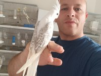 Sultan papağanı bebekler ev üretimi
