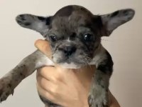 SON 2 YAVRU MERLE FRENCH BULLDOG YAVRULARI