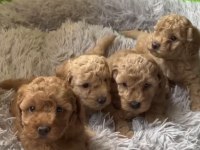 Toy Poodle Köpeği