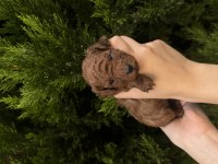 Safkan Toy Poodle Yavrularımız Yeni Yuvalarını Arıyor