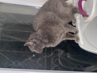 Acil sahiplendirme british shorthair