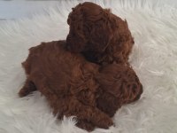 MİNNOŞ POODLE KIZLARIMIZ