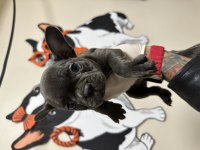 Orjinal Egzotik French Bulldog Bebekler