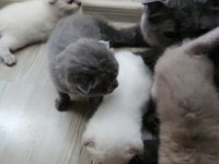 Safkan scottish fold dişi
