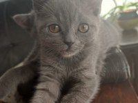 British shorthair yavrularımıza sıcak bir yuva arıyoruz