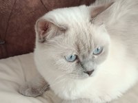 Acil Satılık British Shorthair