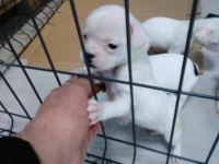 Ankara french bulldog yavruları