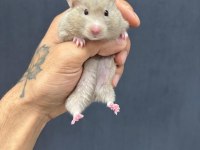 Ömürlük Yuvasını Arayan Minik Hamster Kalpler