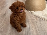 Toy Poodle Köpekleri