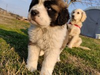 Mükemmel Kalite St Bernard Yavrular