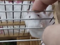 Yavru hamsterlar