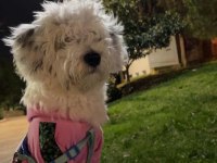 Ücretsiz sahiplendirilecektir terrier