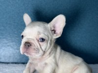 MAVİ GÖZ FRENCH BULLDOG YAVRULAR