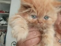 BAKMADAN GEÇMEYİN KEDİLERİMİZE