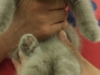 Yavrularımız sahiplendirilecektir scottish fold