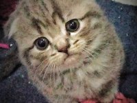 2 nisan doğumlu dişi scottish fold