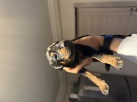 DOBERMAN KÖPEĞİ YAVRULARI