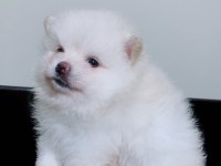 Pomeranian Dişi Güzellik
