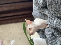 Son 3 Chihuahua bebek Acil