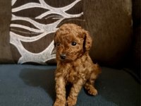Ruhsatlı Köpek Çiftliğinden Toy Poodle Yavrularımız