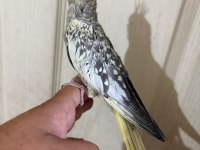 47 günlük kusursuz bebek sultan papağanı
