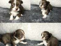 Harika chihuahua bebekler