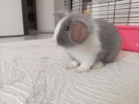 HOLLANDA LOP TAVŞANI