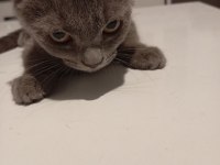 Scottish fold