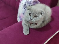 Scottish fold acil vermek istiyorum