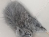 Scottish Fold Kediler