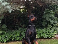 3 yaşında şecereli doberman