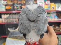 Bebek Jakolar Kırmızı Kuyruk Kango