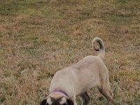 4.5 Aylık Bir Çift Kangal