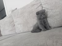 Acil Yavru scottish fold