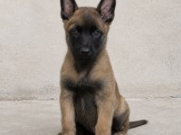 Kaliteli Kan Hattından Malinois Yavruları