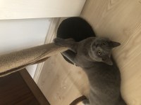 7 aylık british shorthair